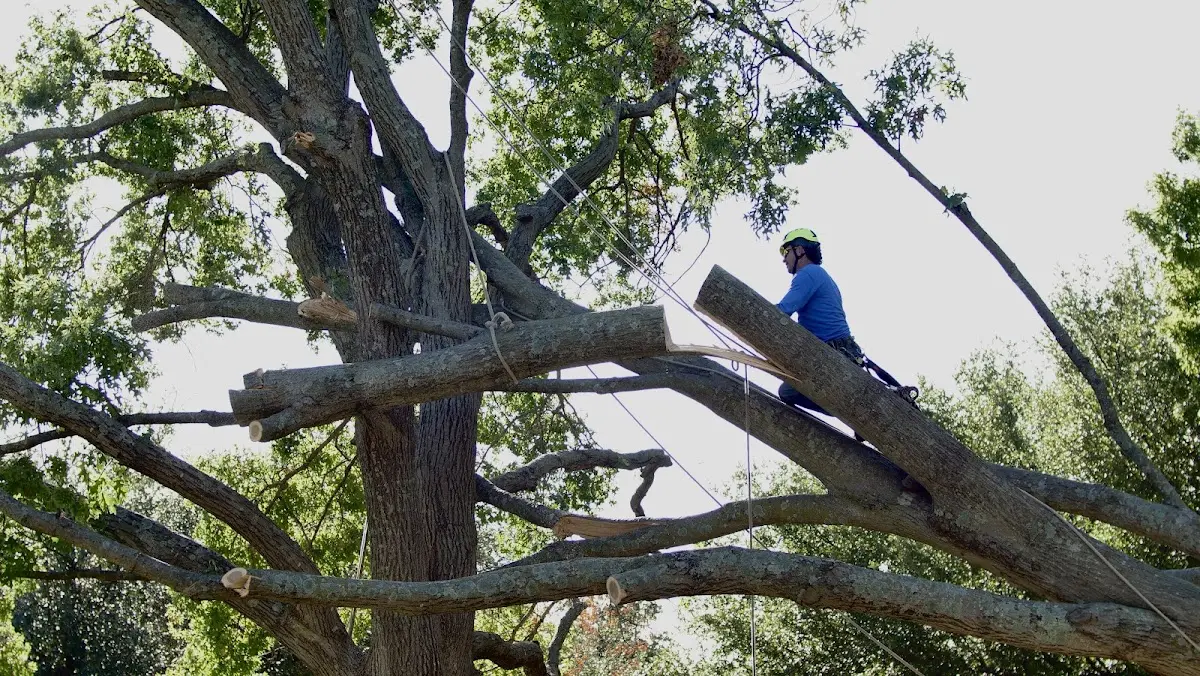 Professional Crown Thinning performed by certified arborists in Milnor